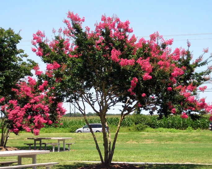 紫薇树图片(花瓶紫薇树图片)